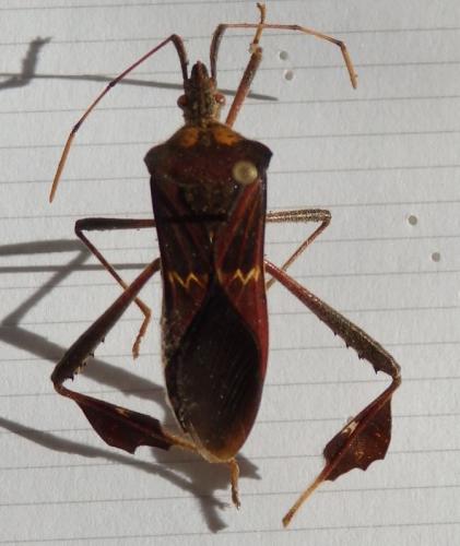 Réf. 243 468 : Leptoglossus zonatus